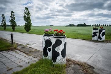 Een oprit tussen weilanden met bloempotten beschilderd met een koeienvlekpatroon.