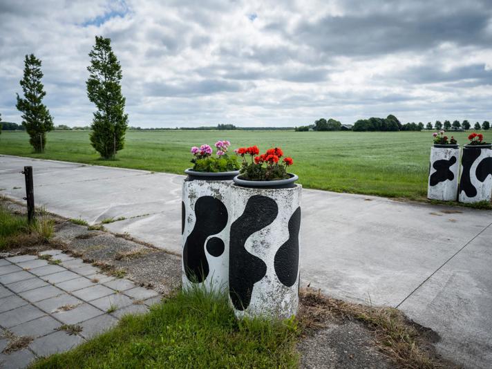 Een oprit tussen weilanden met bloempotten beschilderd met een koeienvlekpatroon.