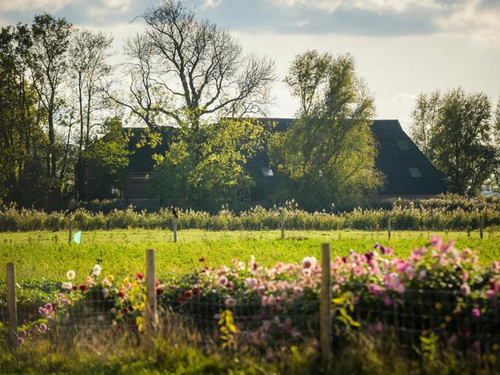 Boerderij aan het rand van een weiland met roze bloemen langs het hek.