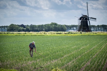 Man werkt in het veld met een molen op de achtergrond