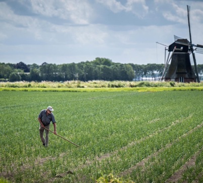 Man werkt in het veld met een molen op de achtergrond