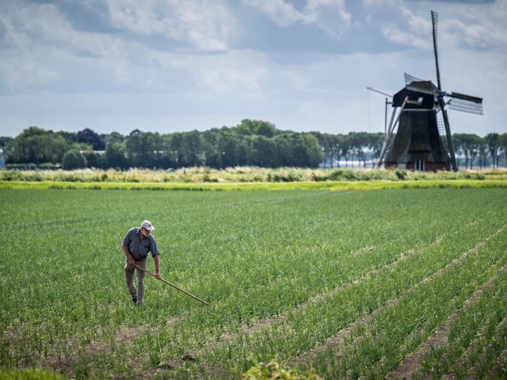 Man werkt in het veld met een molen op de achtergrond