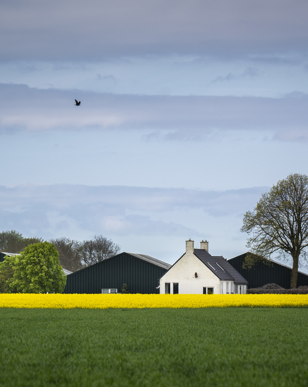 Boerderij met bloeiend koolzaaveld in het Groningse Huizinge.