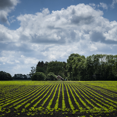 Aan de horizon staat een boerderij aan de rand van een groot, groen akker.