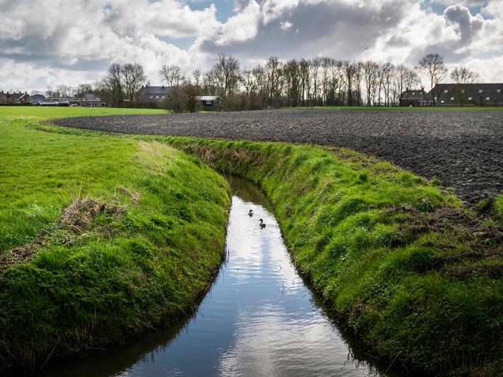 Twee eendjes zwemmen in een slootje tussen een weiland en landbouwgrond met op de achtergrond boerderijen.