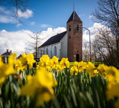 Bloeiende narcissen voor de kerk in het Groningse Mensingeweer.