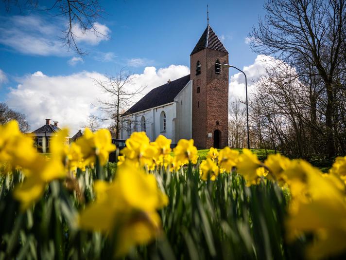 Bloeiende narcissen voor de kerk in het Groningse Mensingeweer.