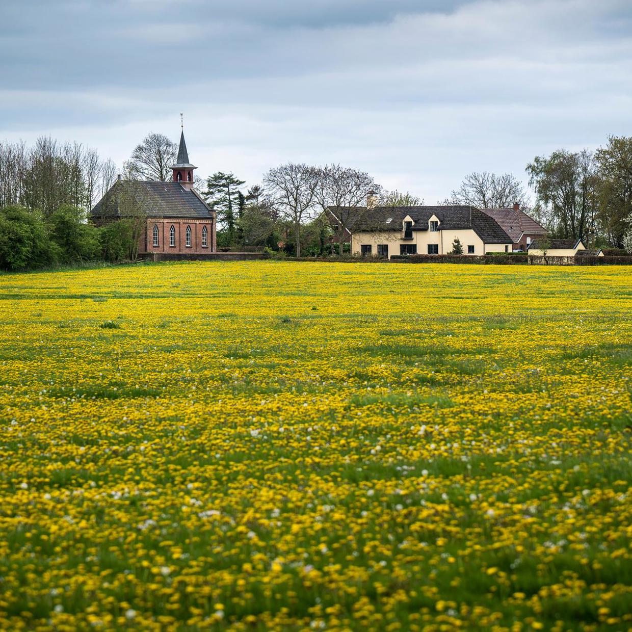 Een bloeiend paardenbloemenveld met aan de horizon een kerk en boerderij.