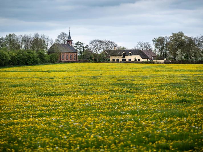 Een bloeiend paardenbloemenveld met aan de horizon een kerk en boerderij.