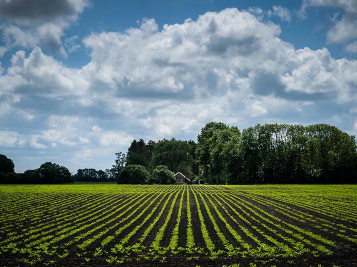 Aan de horizon staat een boerderij aan de rand van een groot, groen akker.