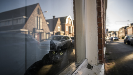 Zwarte kat achter het raam van een woning.