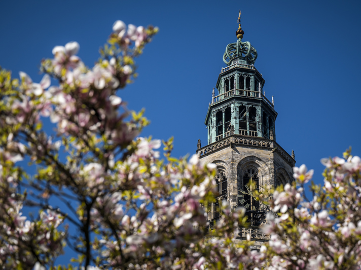 Bloeiende magnolia boom op het Martinikerkhof bij de Martinitoren