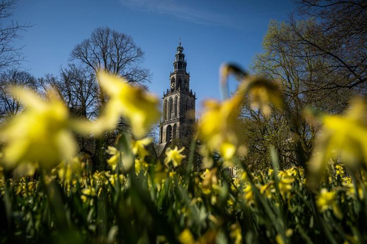 Bloeiende narcissen op het Martinikerkhof bij de Martinitoren.